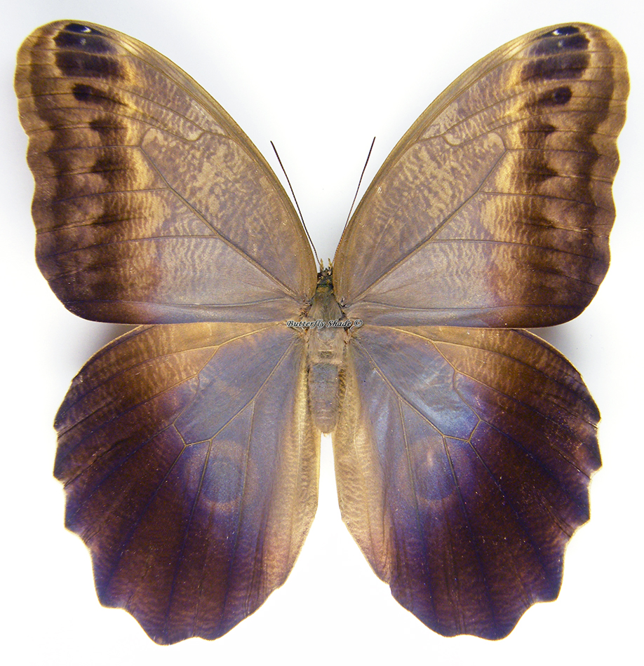 Caligo brasiliensis ssp., 80-84mm - Butterfly Shade shop