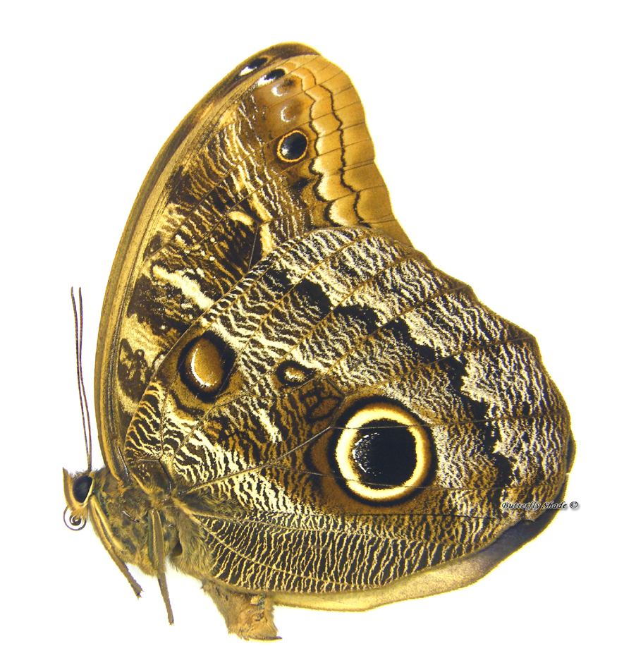 Caligo illioneus oberon, 58-59mm - Butterfly Shade shop