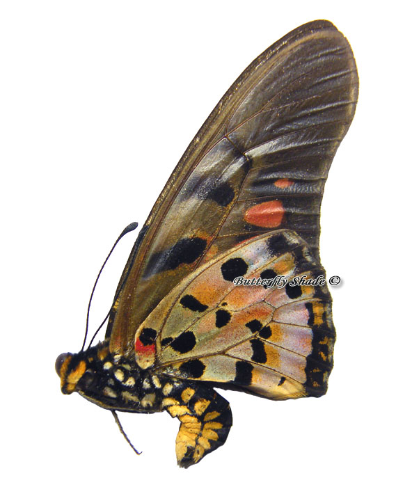 Graphium ridleyanus - Butterfly Shade shop